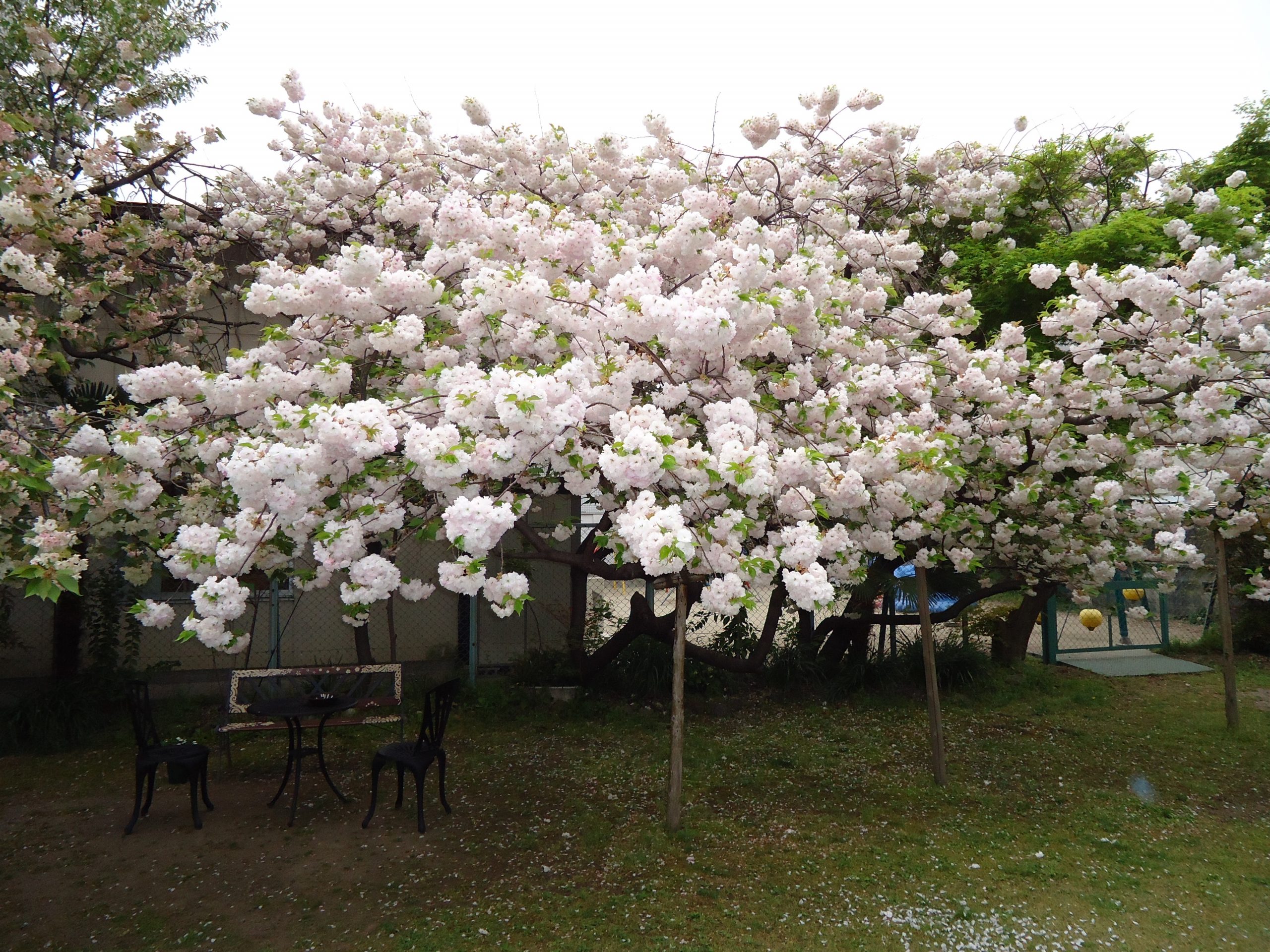 桜の画像です