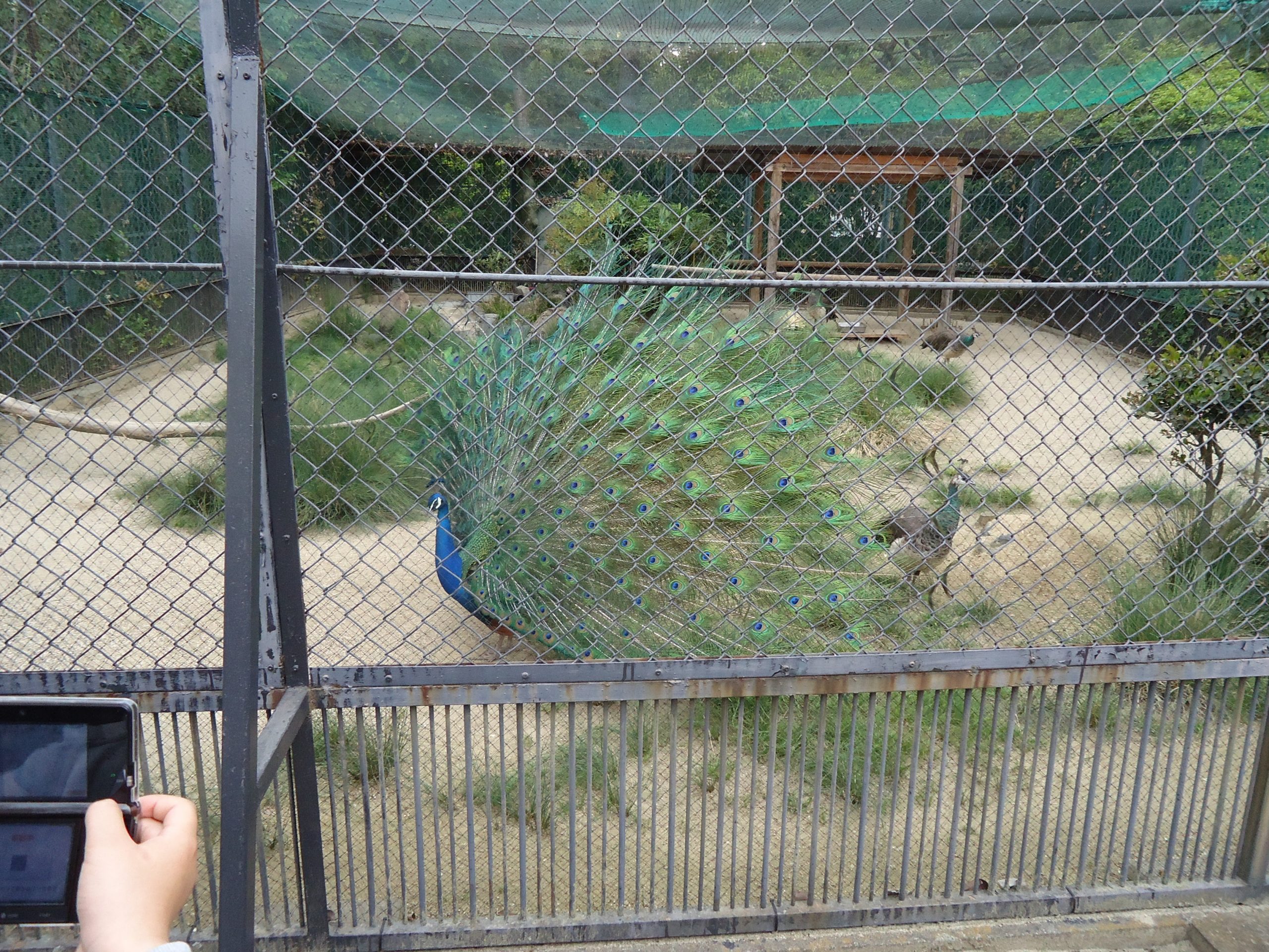 動物園のクジャクの画像です