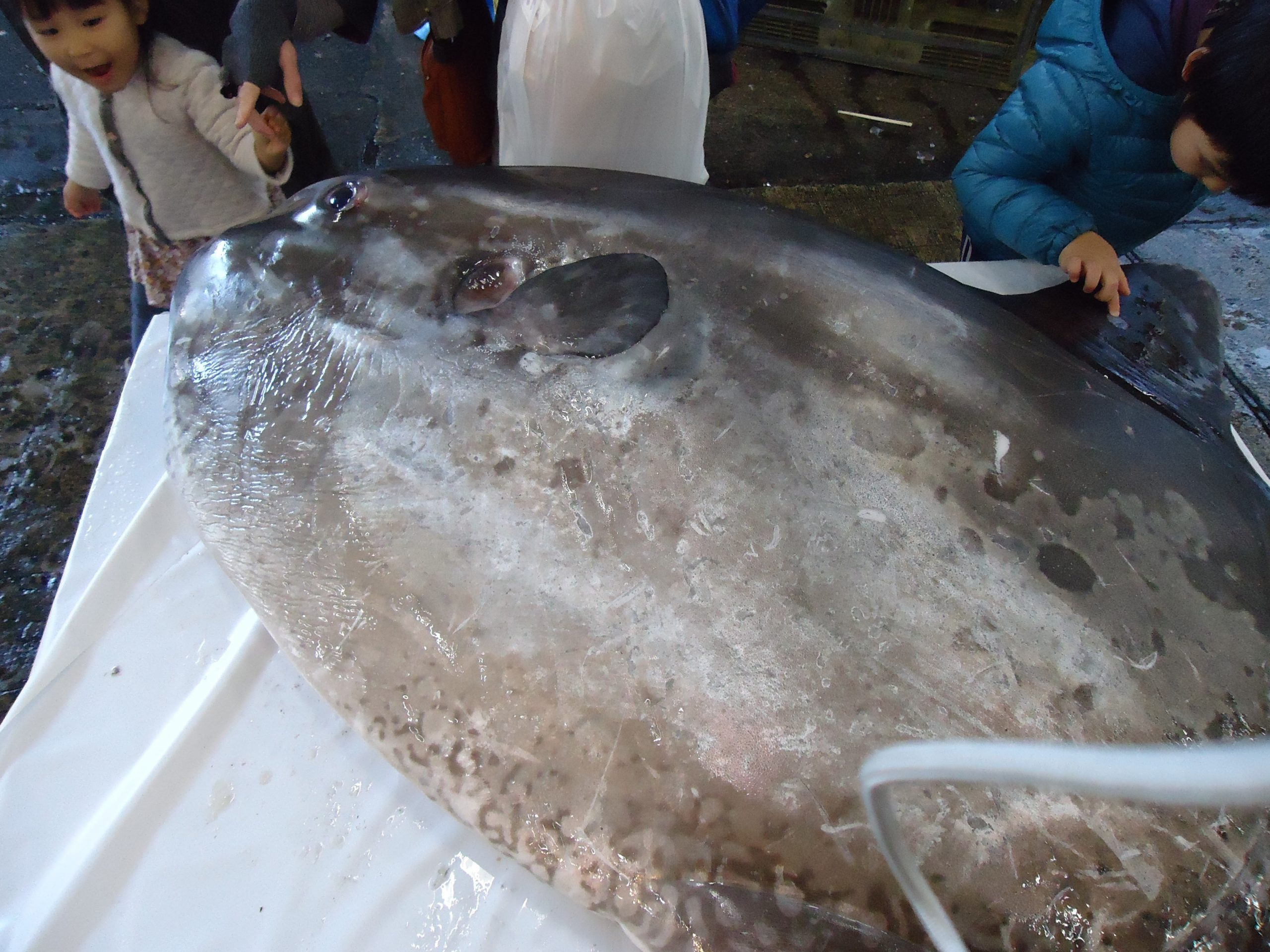 マンボウの画像です