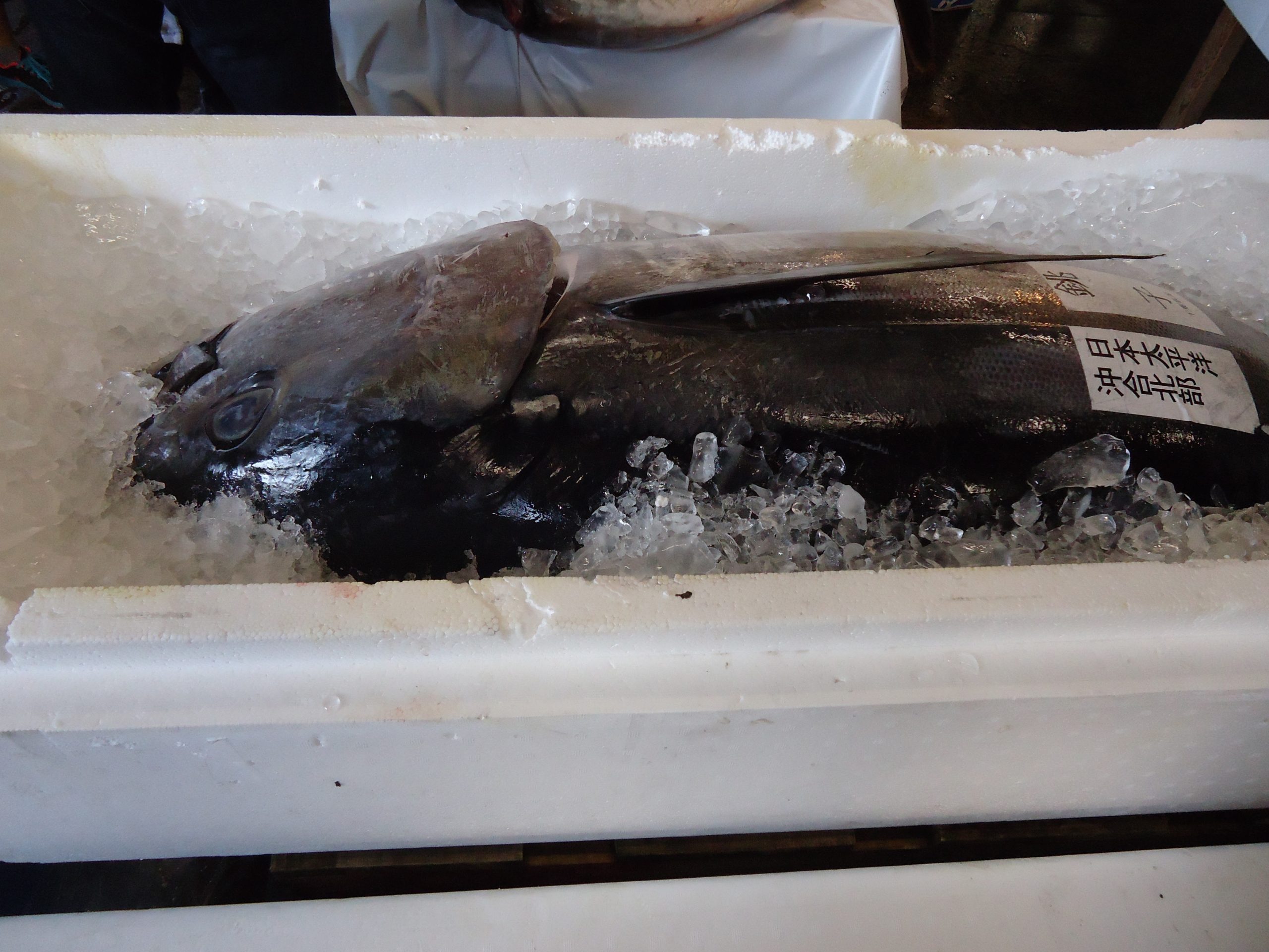 クロマグロの画像です