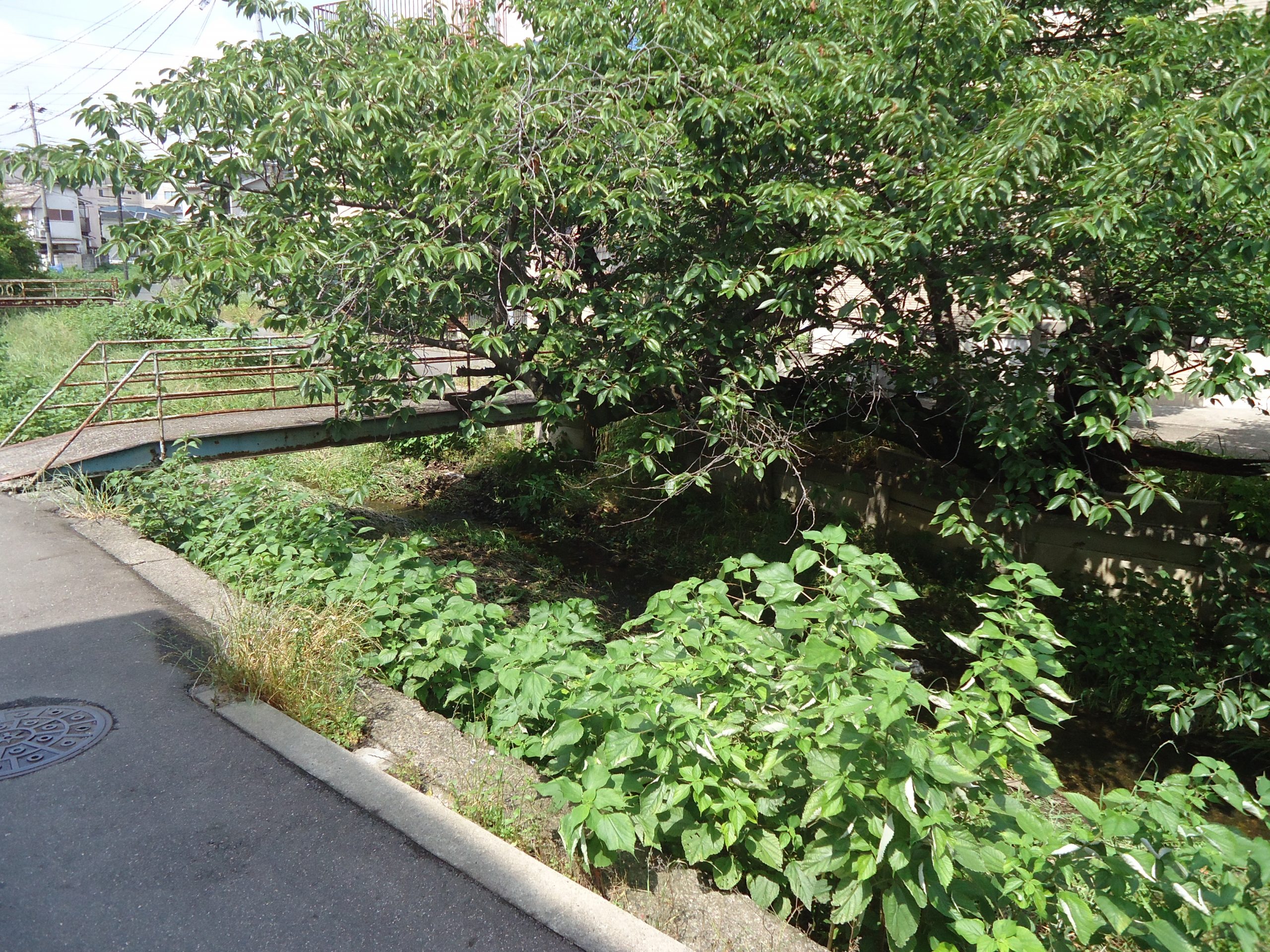 とある田舎の道その3