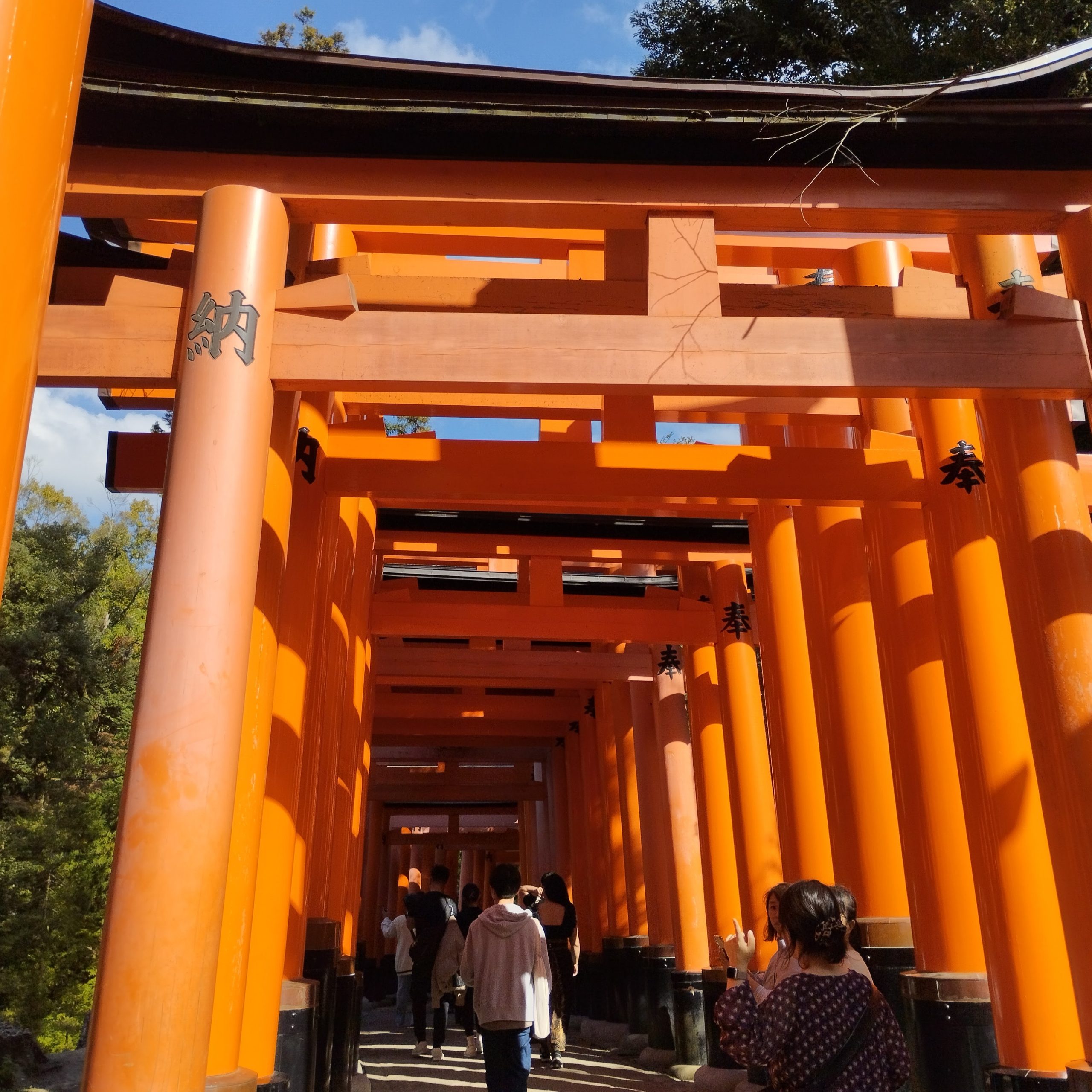 伏見稲荷神社の千本鳥居の画像です